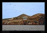 Ballestas Islands 045